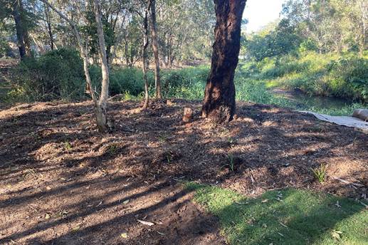 Cicada_Park_After_Stage_2_4.jpeg