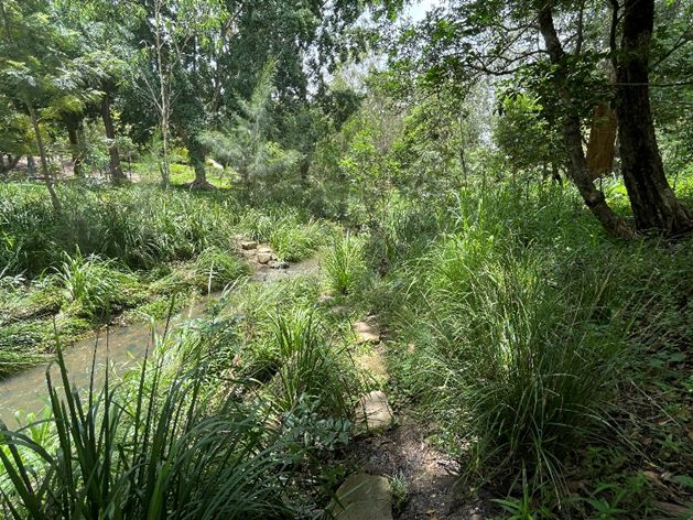 Cicada_Park_other_sections_2.jpeg