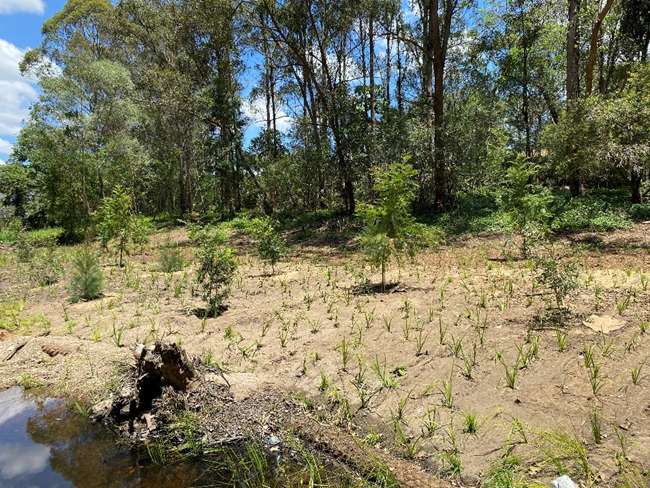 Cicada_Park_plants_growing_2.jpeg