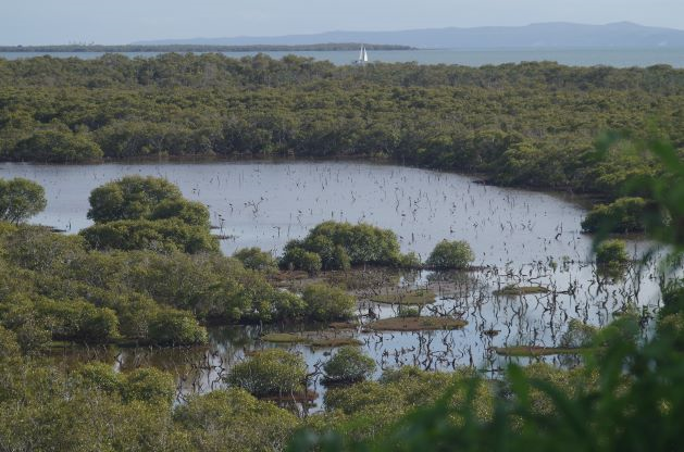Egret Colony Victoria Point Wetlands Restoration Project