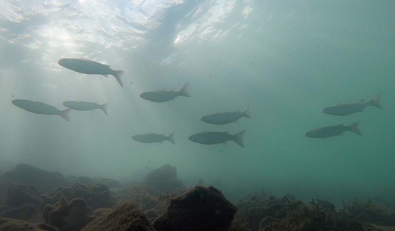 Estuarine fish, the telltale guardians of coastal ecosystem health
