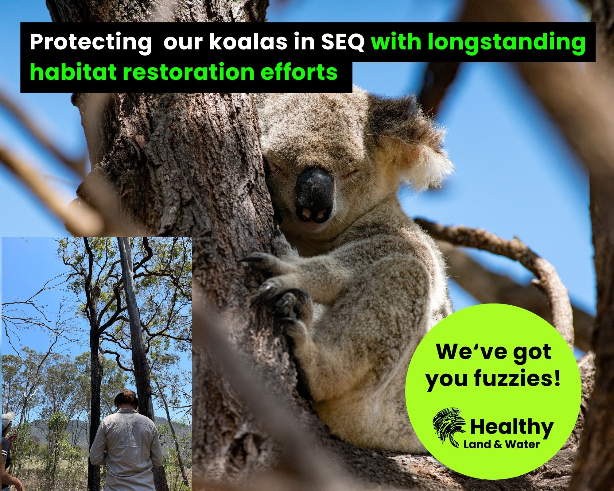 Funding to protect SEQ koalas helps to keep up the great work!