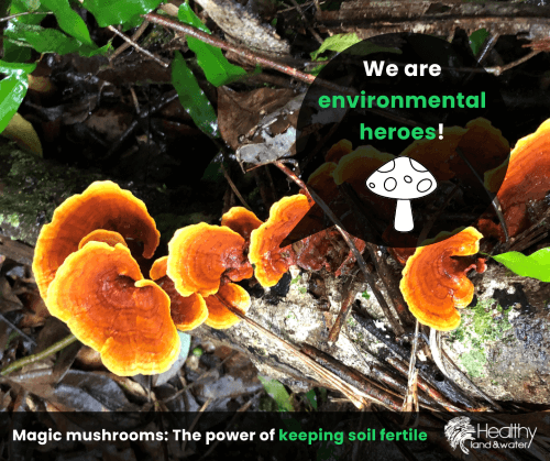 The secret life of mushrooms: a little-known enviro-hero and quiet achiever!