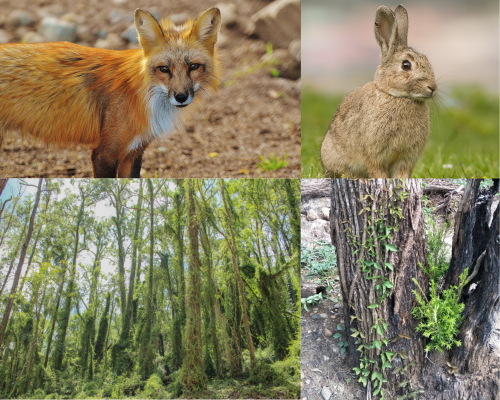 Weeds and pests are a bigger headache than in previous years: ABARES survey