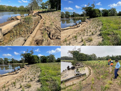 An earlier site site 5 has seen mangroves and plants establish strongly on the bank