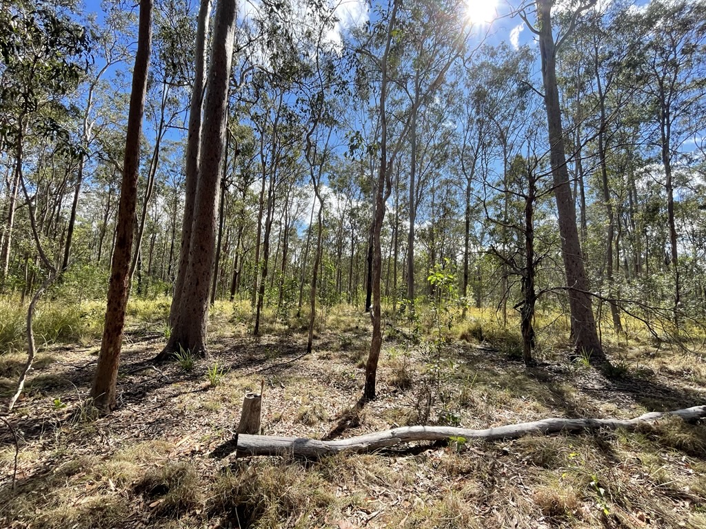 Area where Lantana control has been undertaken restore and reconnect