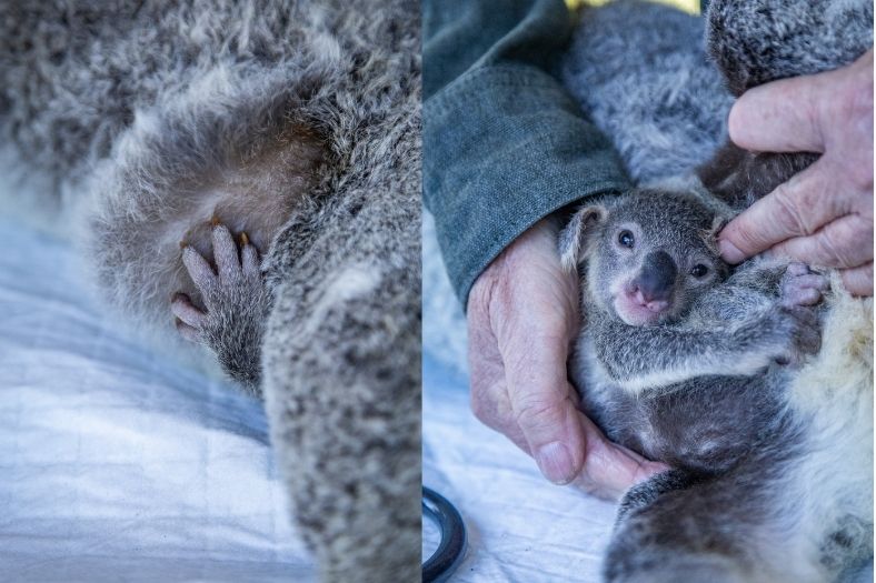 Koalas KTMI mobile vet clinic 1