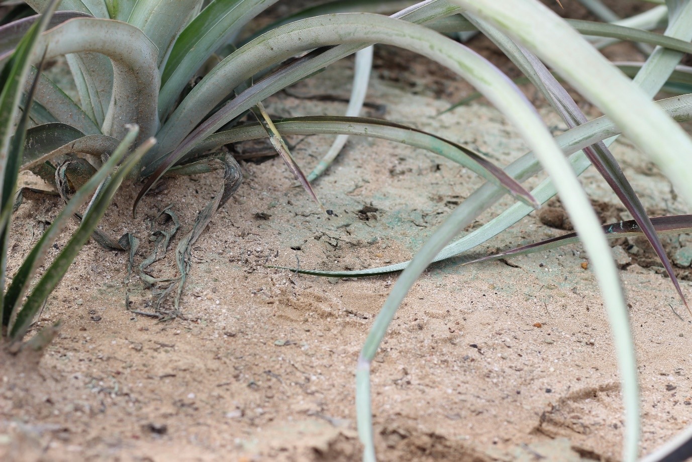 Biodegradable polymer stemming erosion on pineapple farms 2 polymere post application