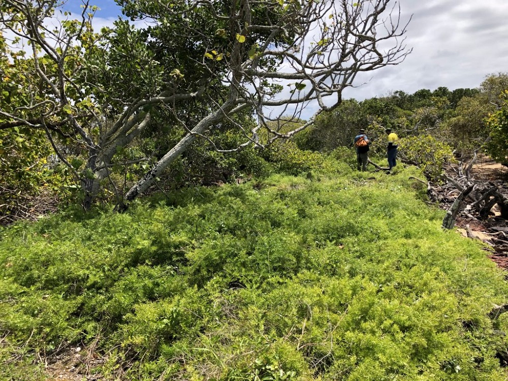 Healthy Land and Water staff assess weed impacts on Goat Island.