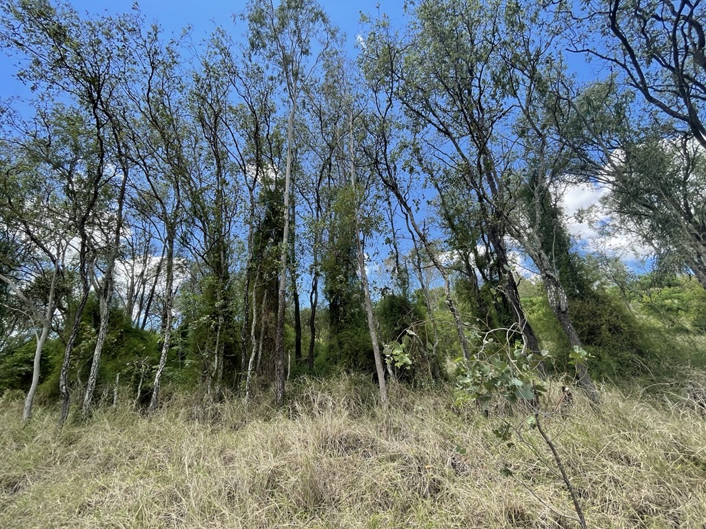 Cats claw and vine weed treatment area restore and reconnect