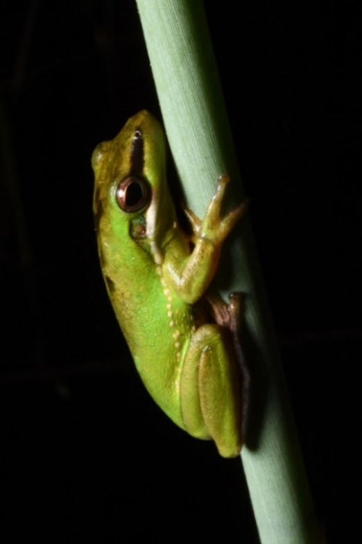 Celebrating Threatened Species Day – The Wallum Sedge Frog