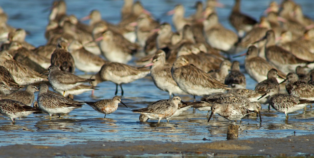 Celebrating World Migratory Bird Day