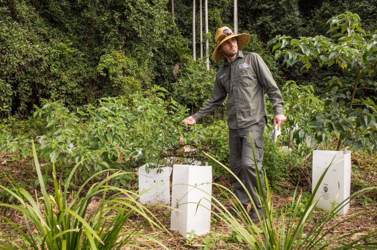 Endangered moth given fighting chance thanks to Sunny Coast restoration project