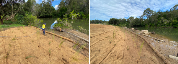 First portion of site 24 being plantedpng