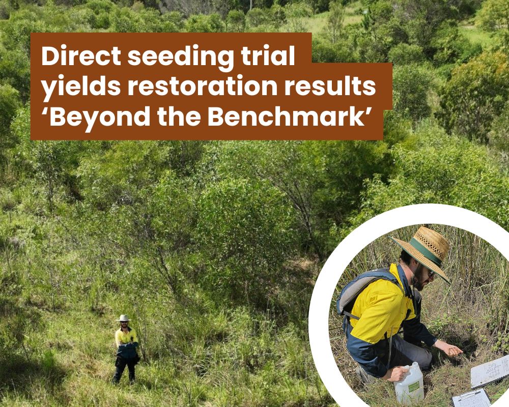 Pioneering direct seeding trials in Queensland show real promise for sand mine rehabilitation in SEQ