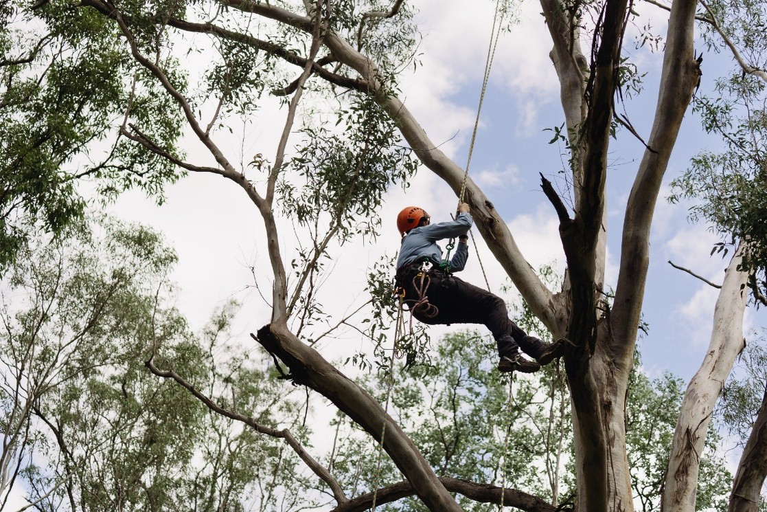 Indi climbing tree TSR field day