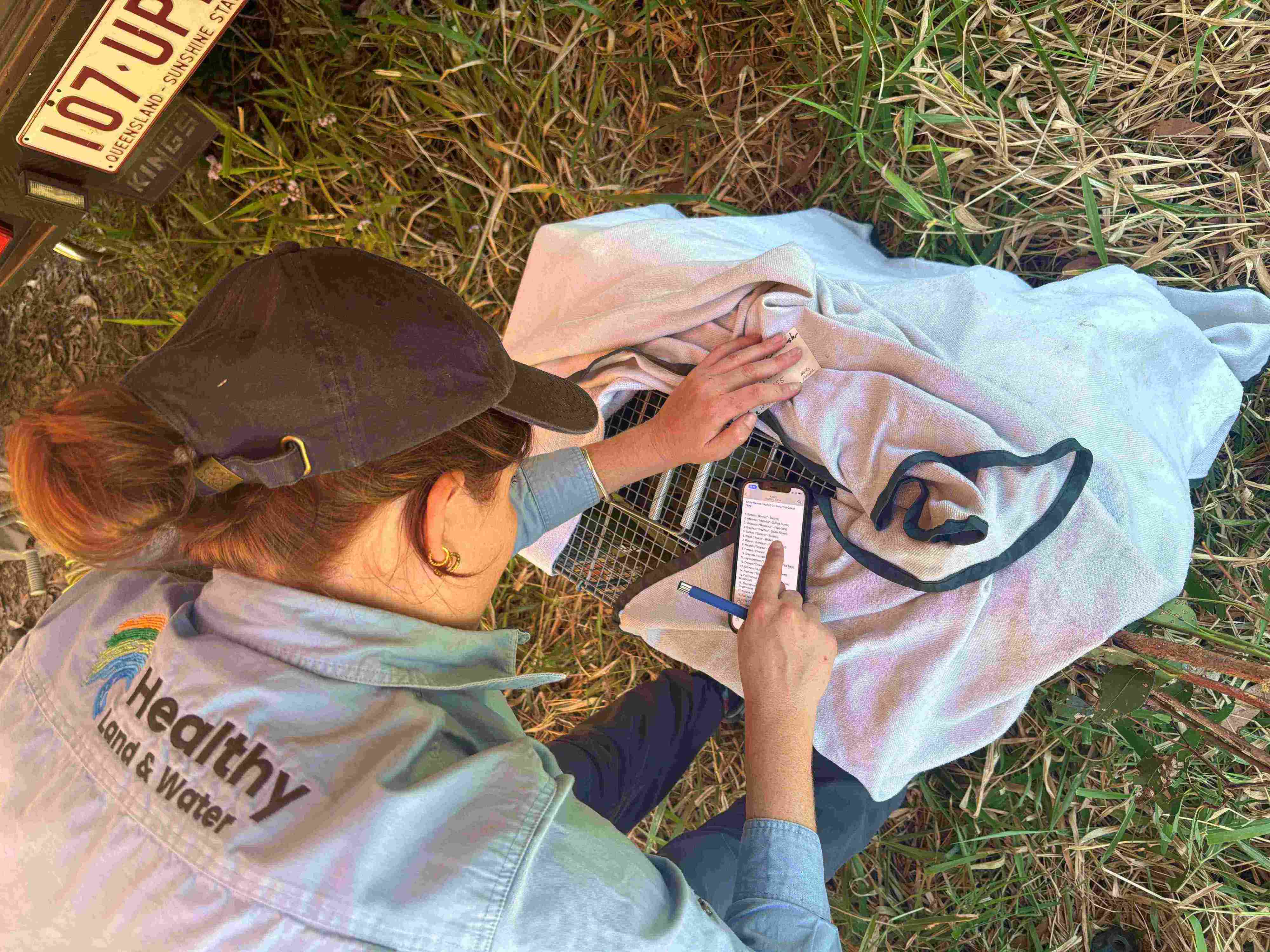 Koala ear tag for tracking