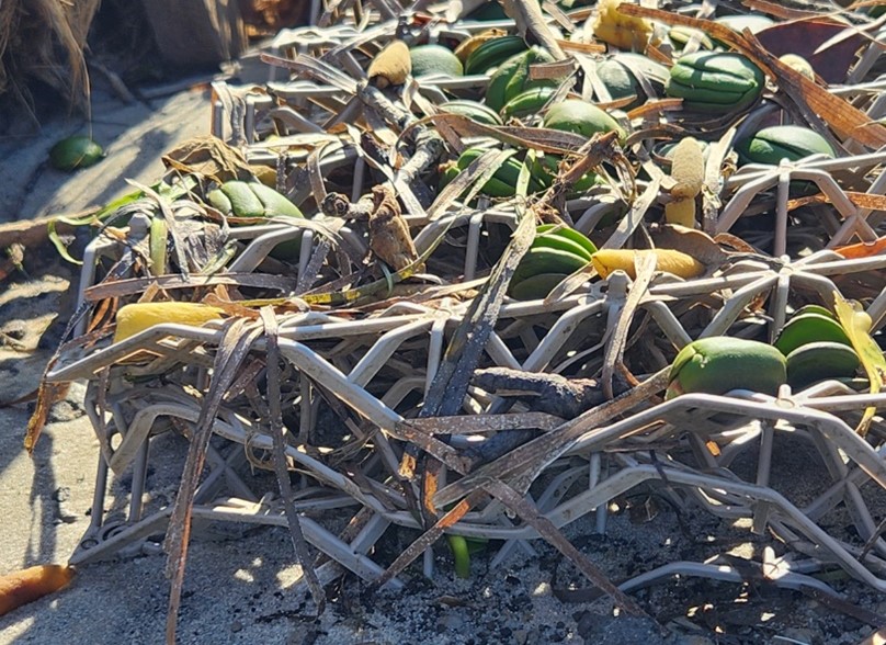 propagules on BESE structure 2