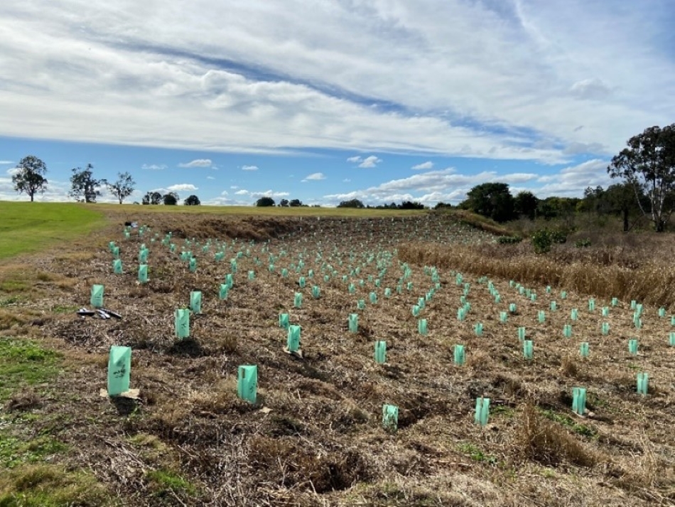 Revegetation on turf farm