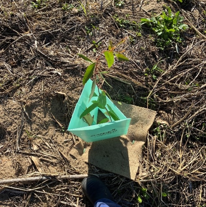 close up to plant growing after reveg on turf farm