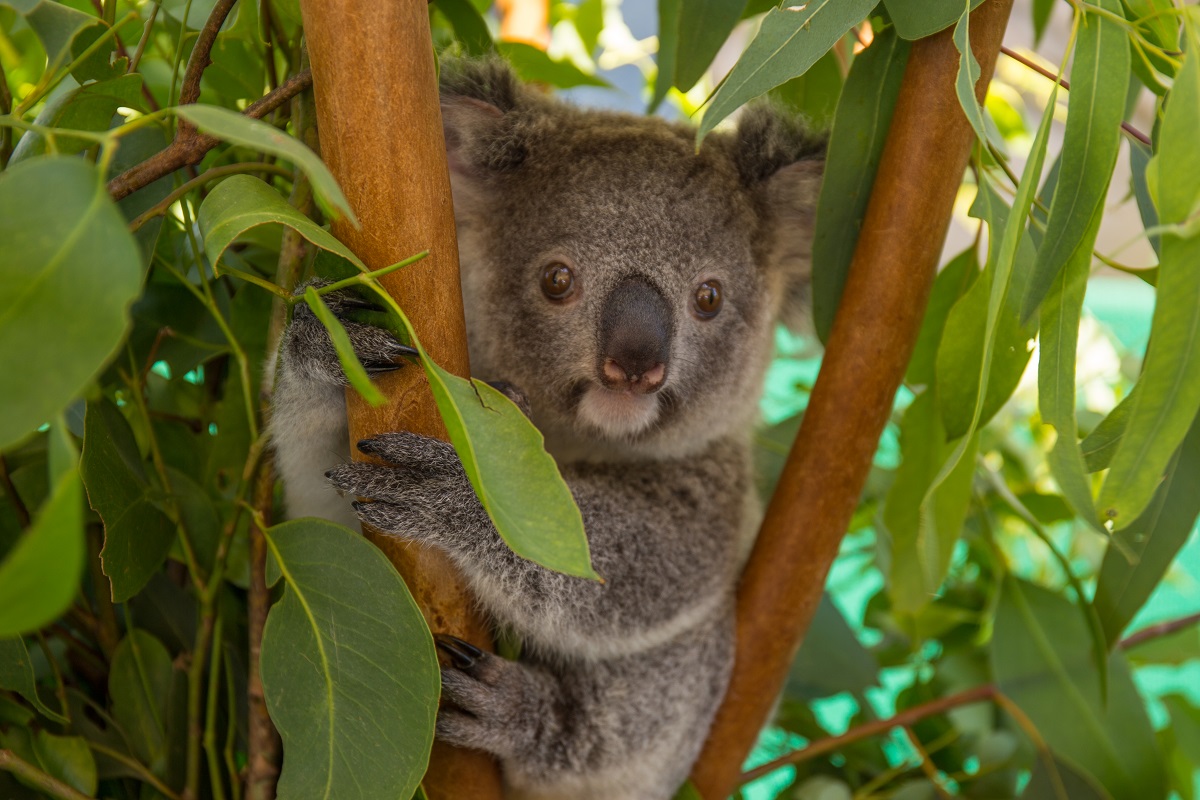 Purga family working hard to give koalas a helping hand