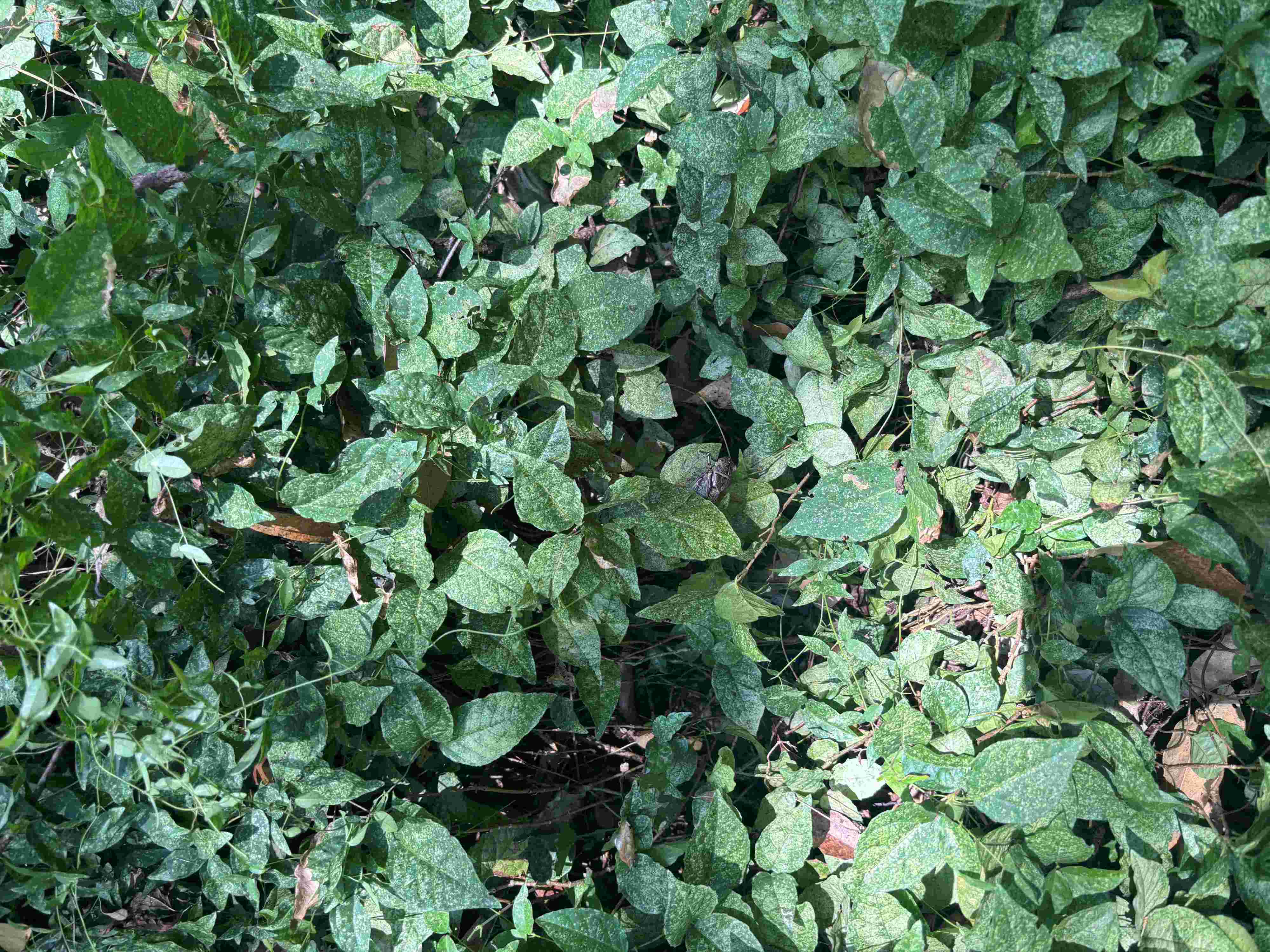 Cat’s Claw creeper