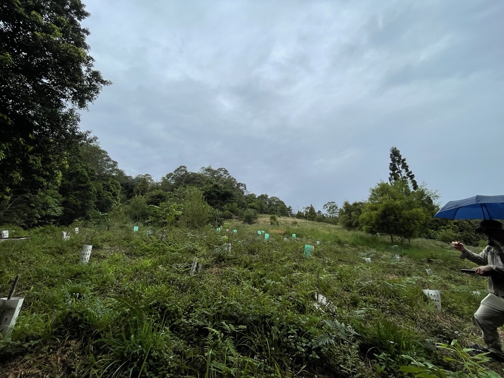 Revegetationplanting area of native species on a Land for Wildlife property restore and reco