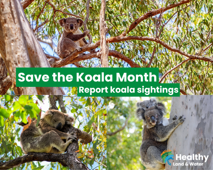 Become a koala-fied citizen scientist and help report koala sightings
