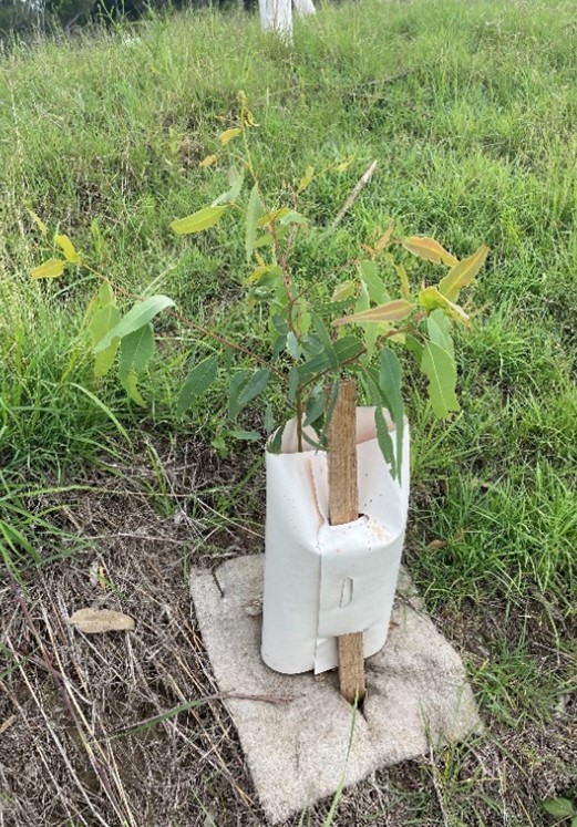 Some revegetation work eucalypt growing