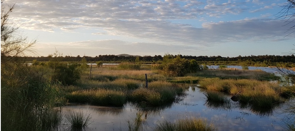 South East Queensland’s wetland action in the spotlight