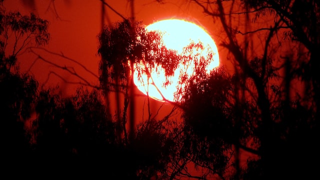 Red sun and trees