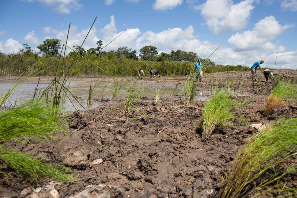 Sunny Coast community bands together to build new frog habitat