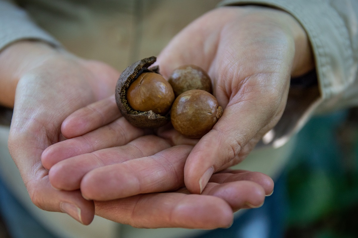 The hunt is on for Brisbane’s elusive wild macadamia trees