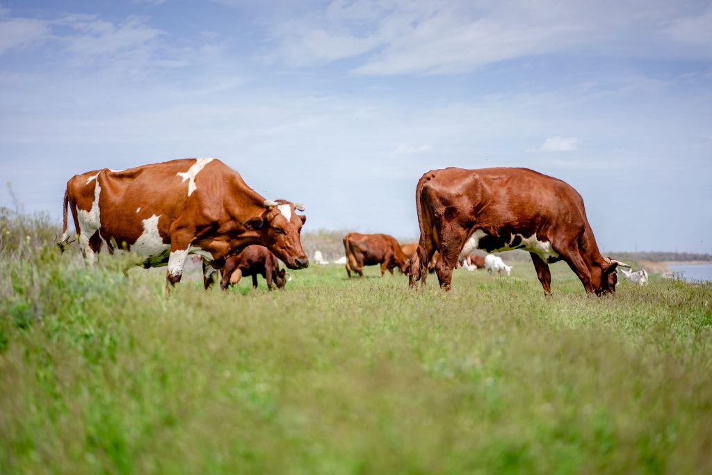 Updated pasture management resources for Queensland's greater South East