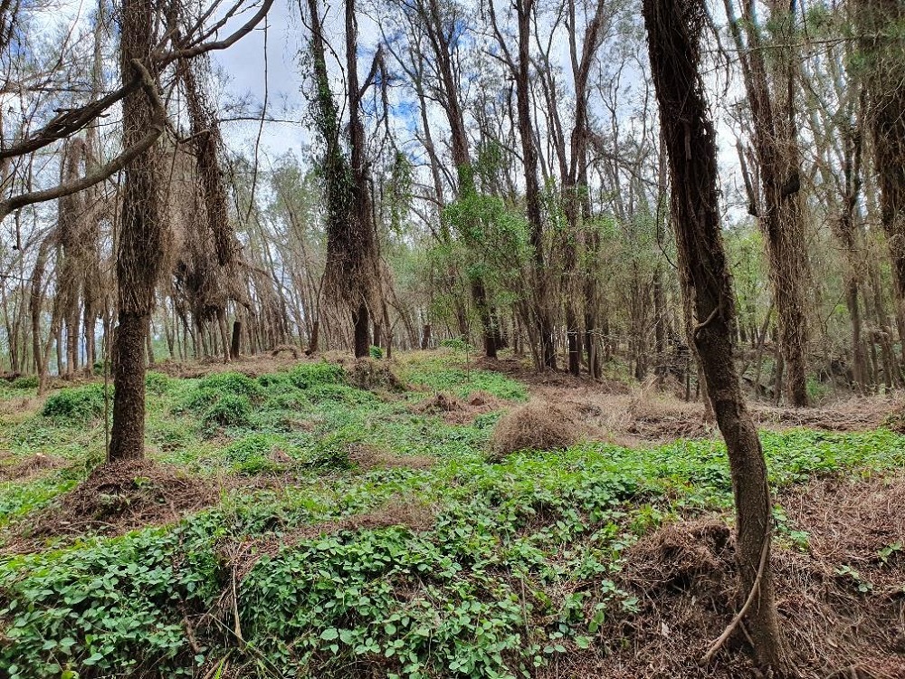 Weed removal regenerating landscape and helping Queenslanders get back to work
