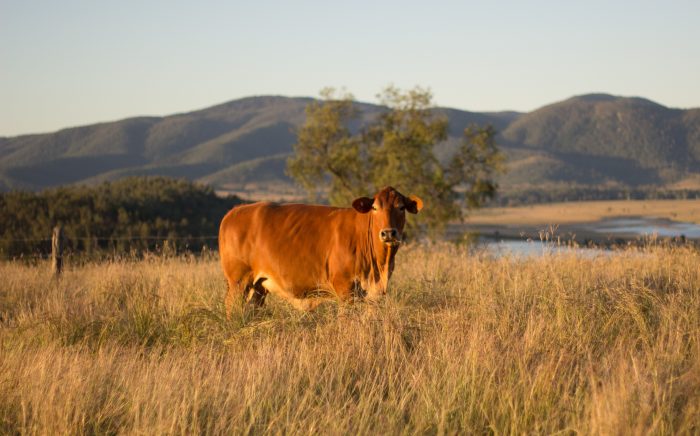 Climate-Smart farming scholarship & SEQ winner Caitlin McConnell