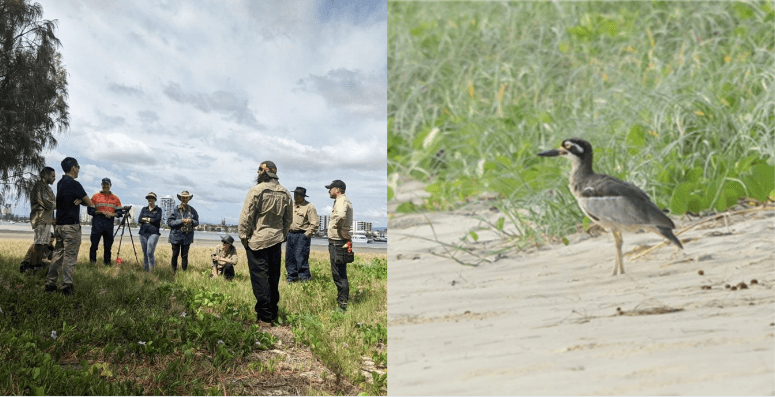 Three years on Curlew Island for migratory shorebirds, time to celebrate the hard work!
