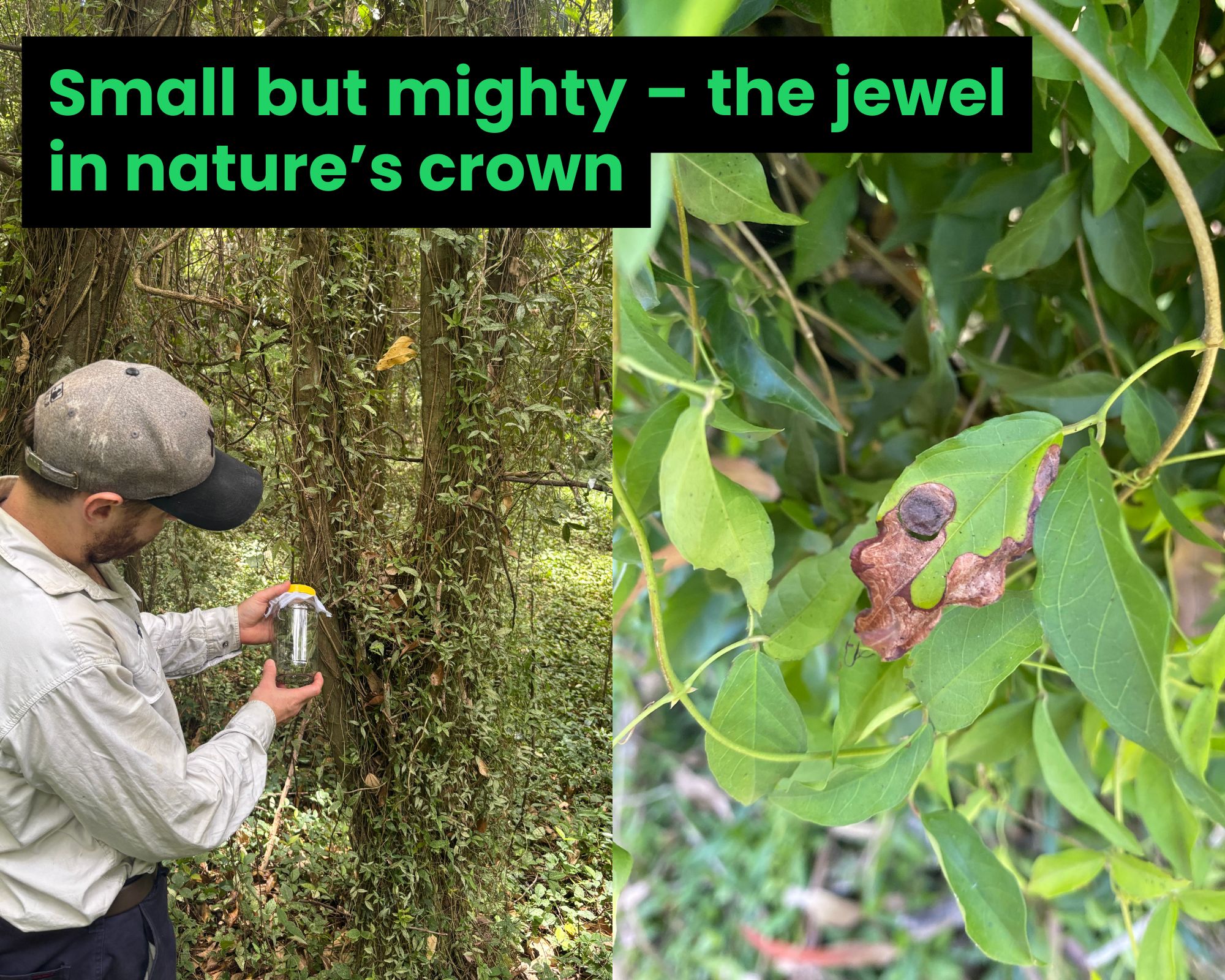 Tiny beetles, big impact: fighting Cat’s Claw creeper in SEQ