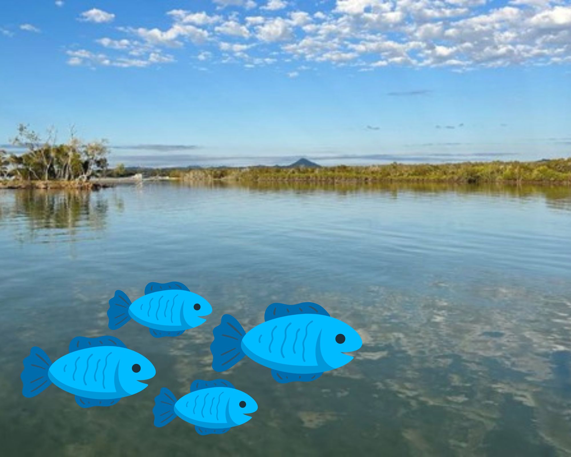 Fish monitoring provides further insight into estuarine ecosystem resilience! 