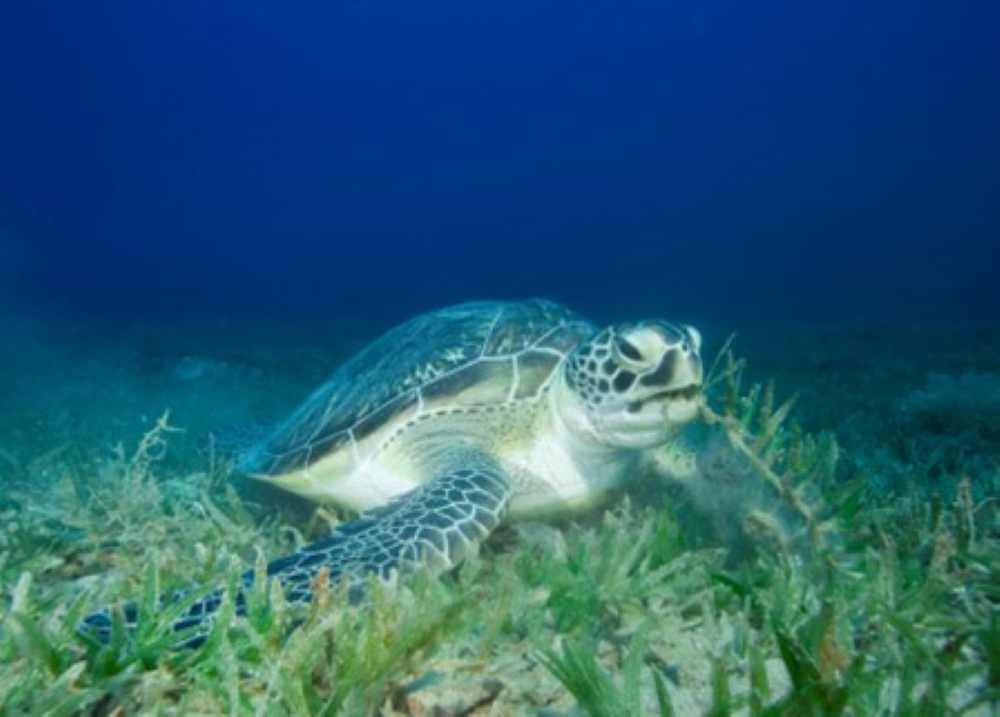 Seagrass: A vital ally in climate regulation and ecosystem conservation
