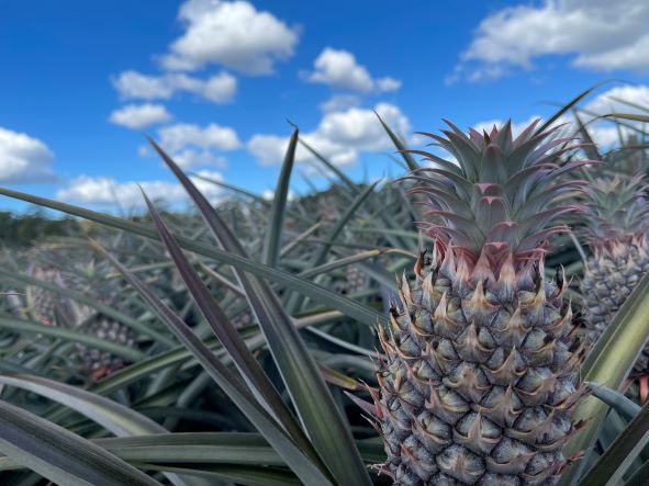 A pineapple plantation in the Brisbane CBD to celebrate the Year of Horticulture!
