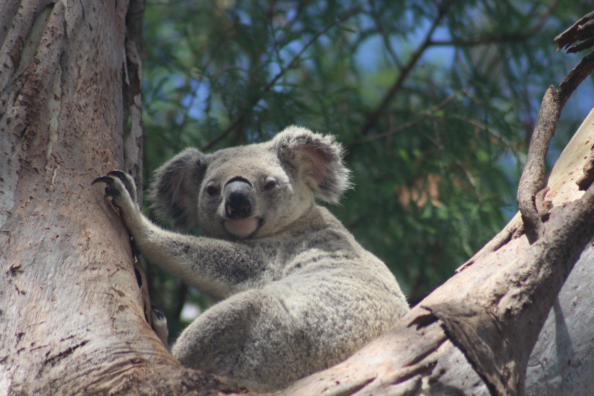 Koala on tree looking at photographer_photo form Brianna Heeley