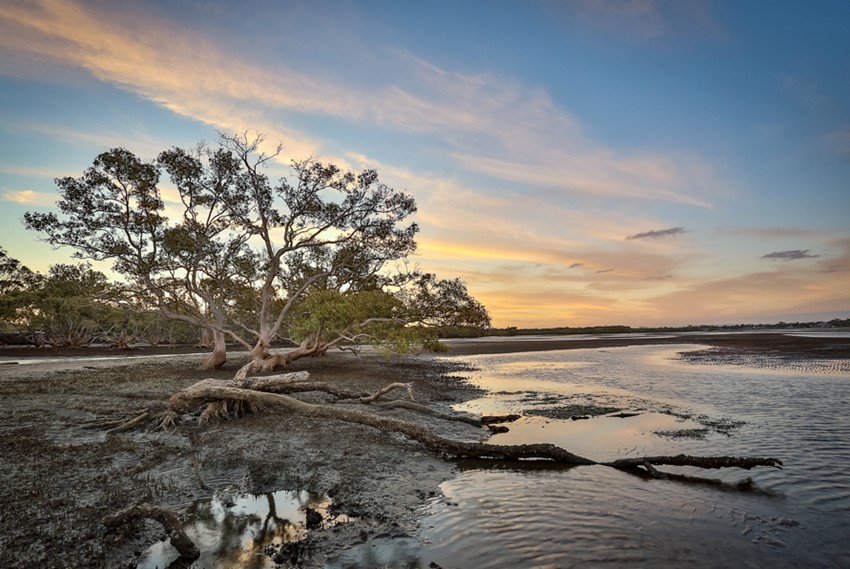 New Ramsar project 2025_photo with mangrove at sunset