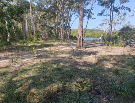 Hussey Creek weeds and vegetation