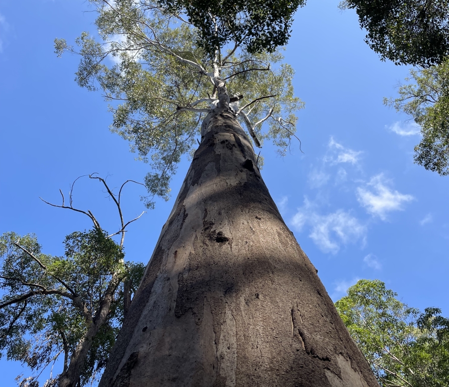 Tree on a protected area property