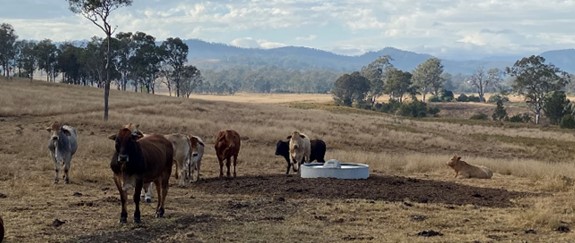 Multi catchment 2024 photo 1 cows and waterpoint
