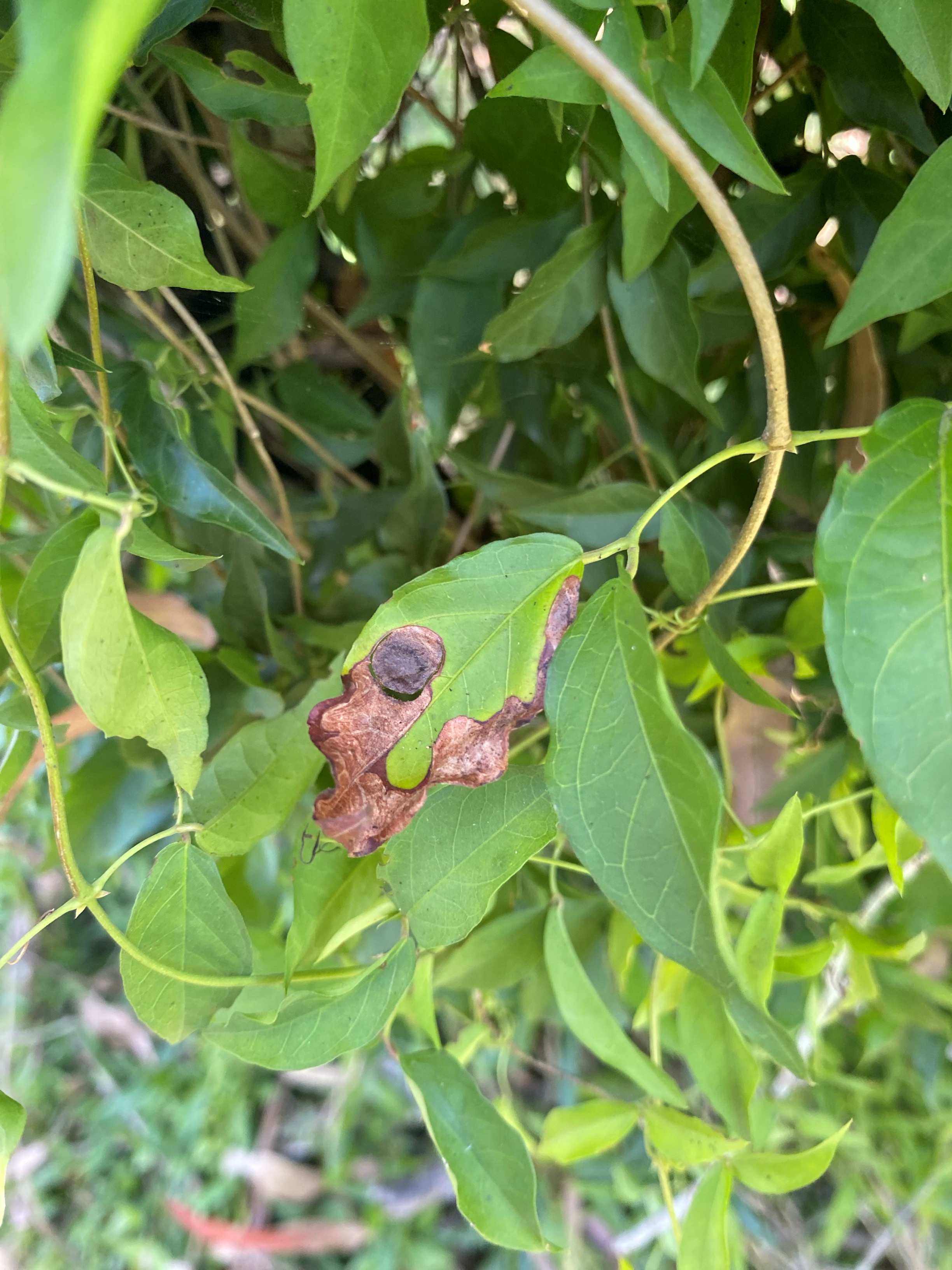 Jewel beetle pupae