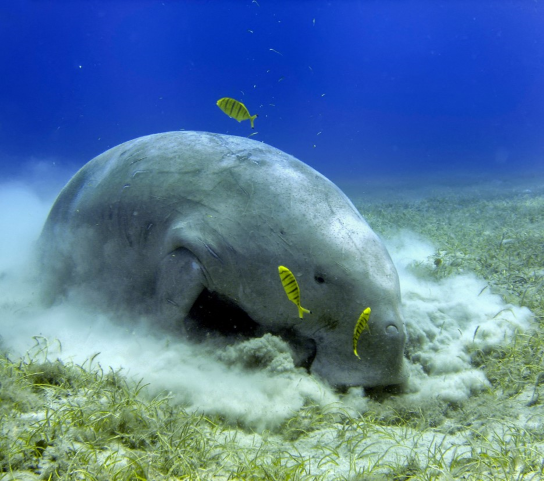 Dugong