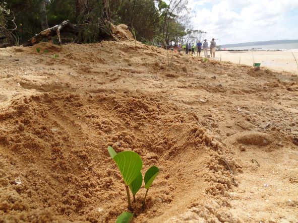 Small maleluca plant in the sand