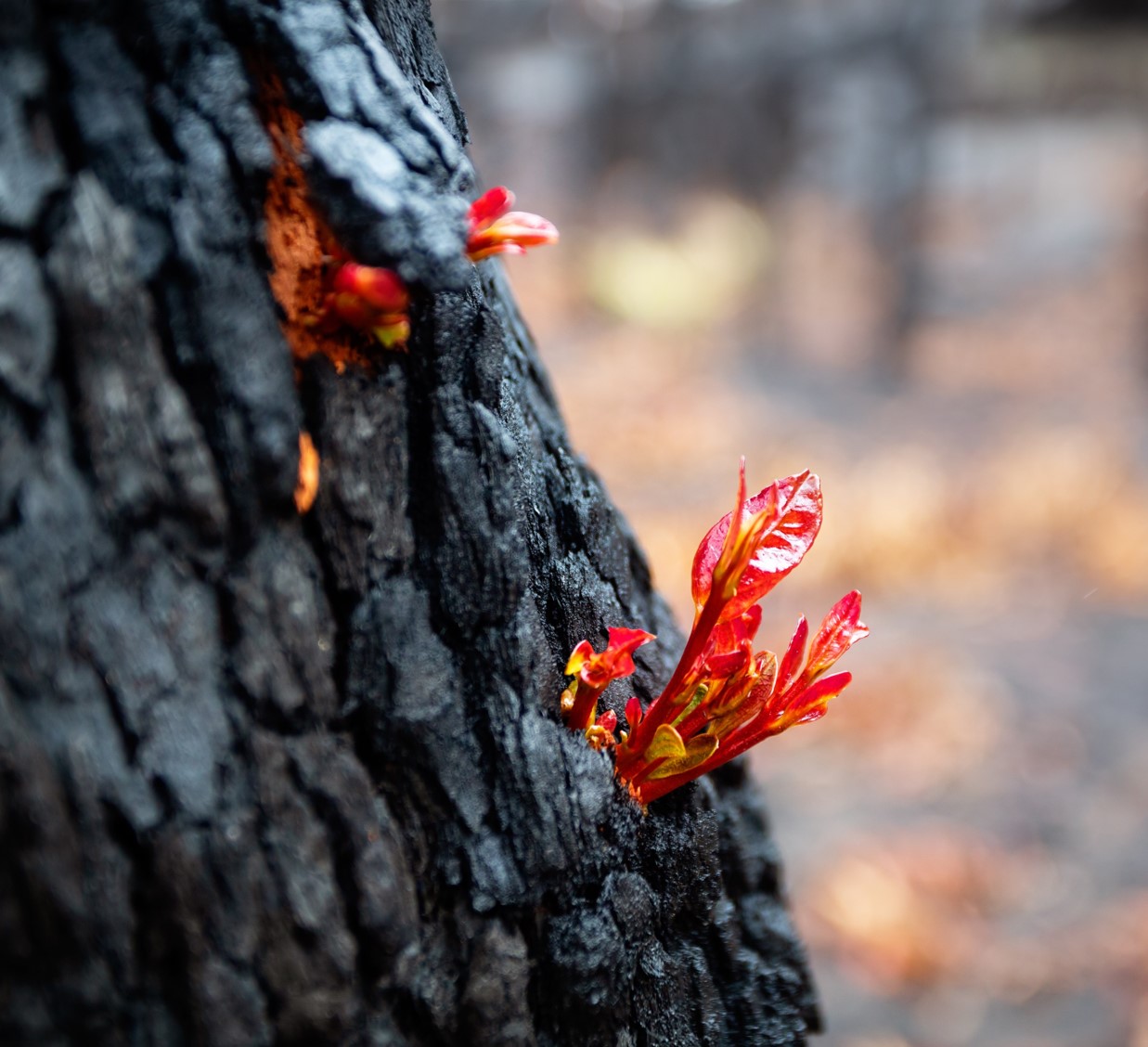 Post fire growth